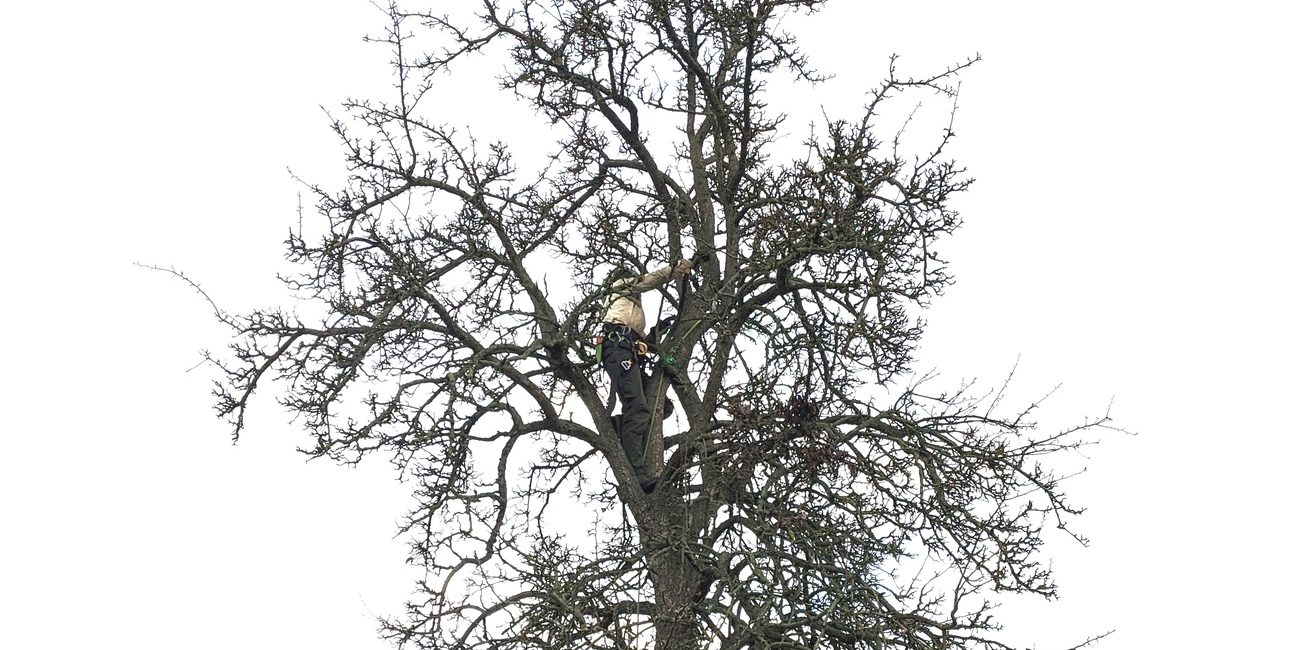 Altbaumpflege
