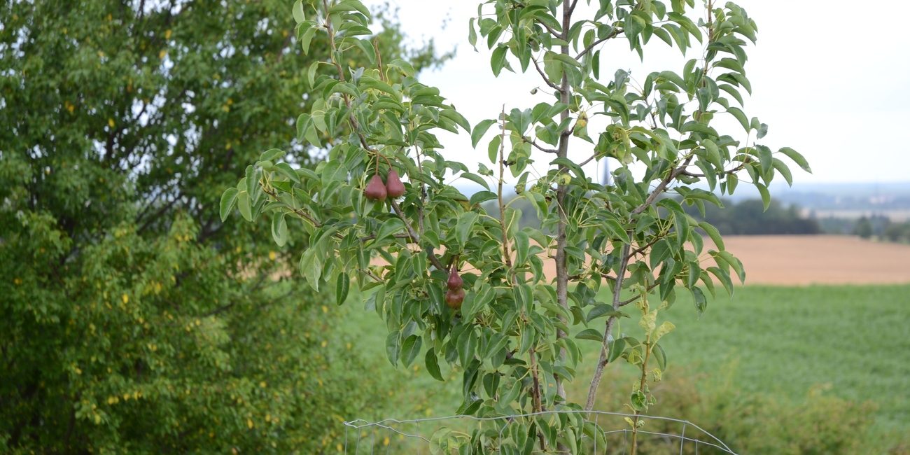 Jungbaum- und Erziehungsschnitt