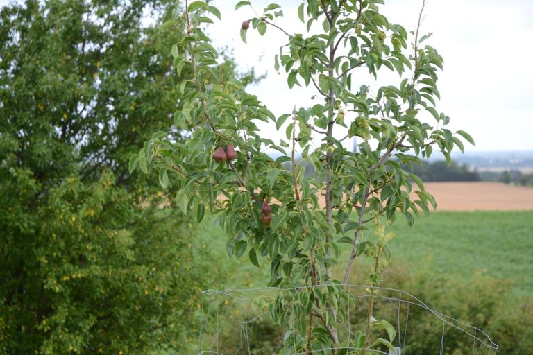 Jungbaum- und Erziehungsschnitt