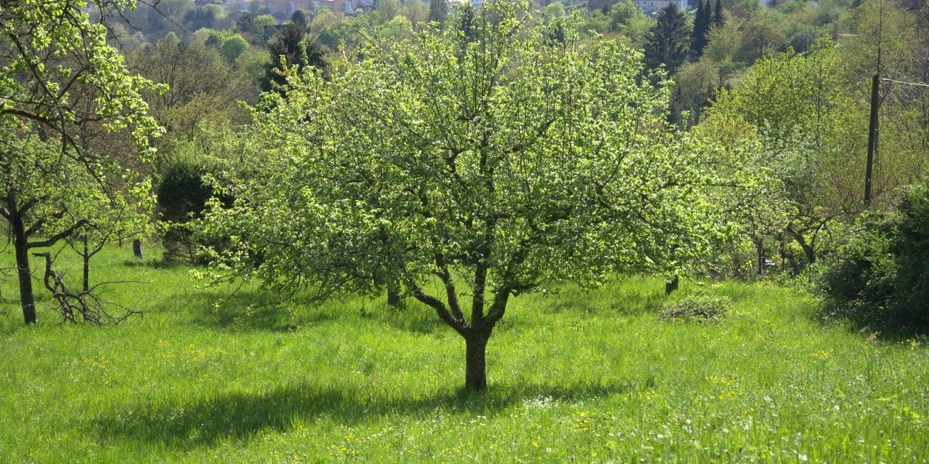 Naturgemäßer Obstbaumschnitt
