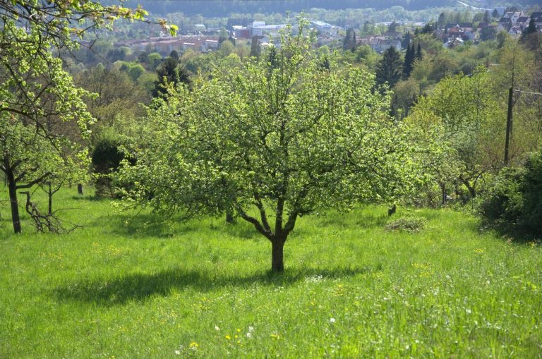 Naturgemäßer Obstbaumschnitt